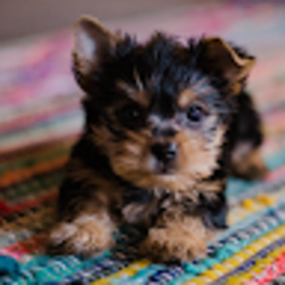 Meet your Posher, Gigi